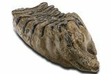Fossil Southern Mammoth Lower M Molar - Hungary #337189-1
